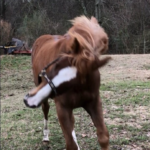 Meet your Posher, Susan - Picture 1 of 1